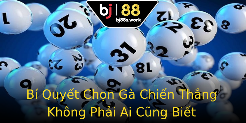 Bí Quyết Chọn Gà Chiến Thắng Không Phải Ai Cũng Biết