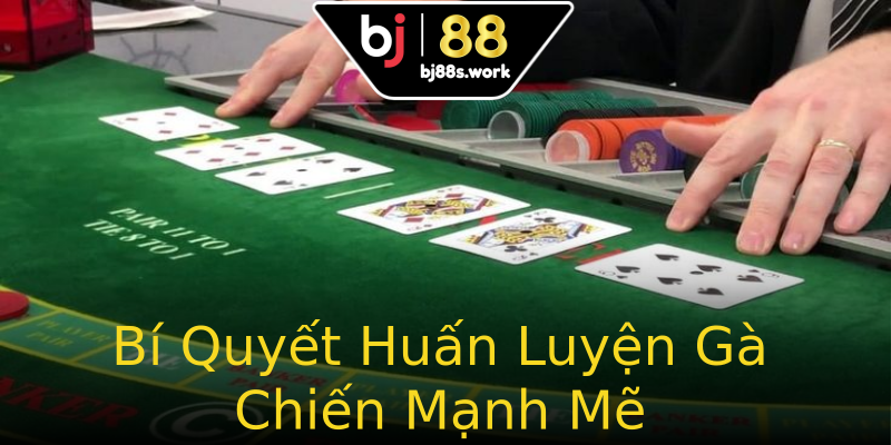 Bí Quyết Huấn Luyện Gà Chiến Mạnh Mẽ